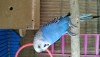 Budgerigar birds